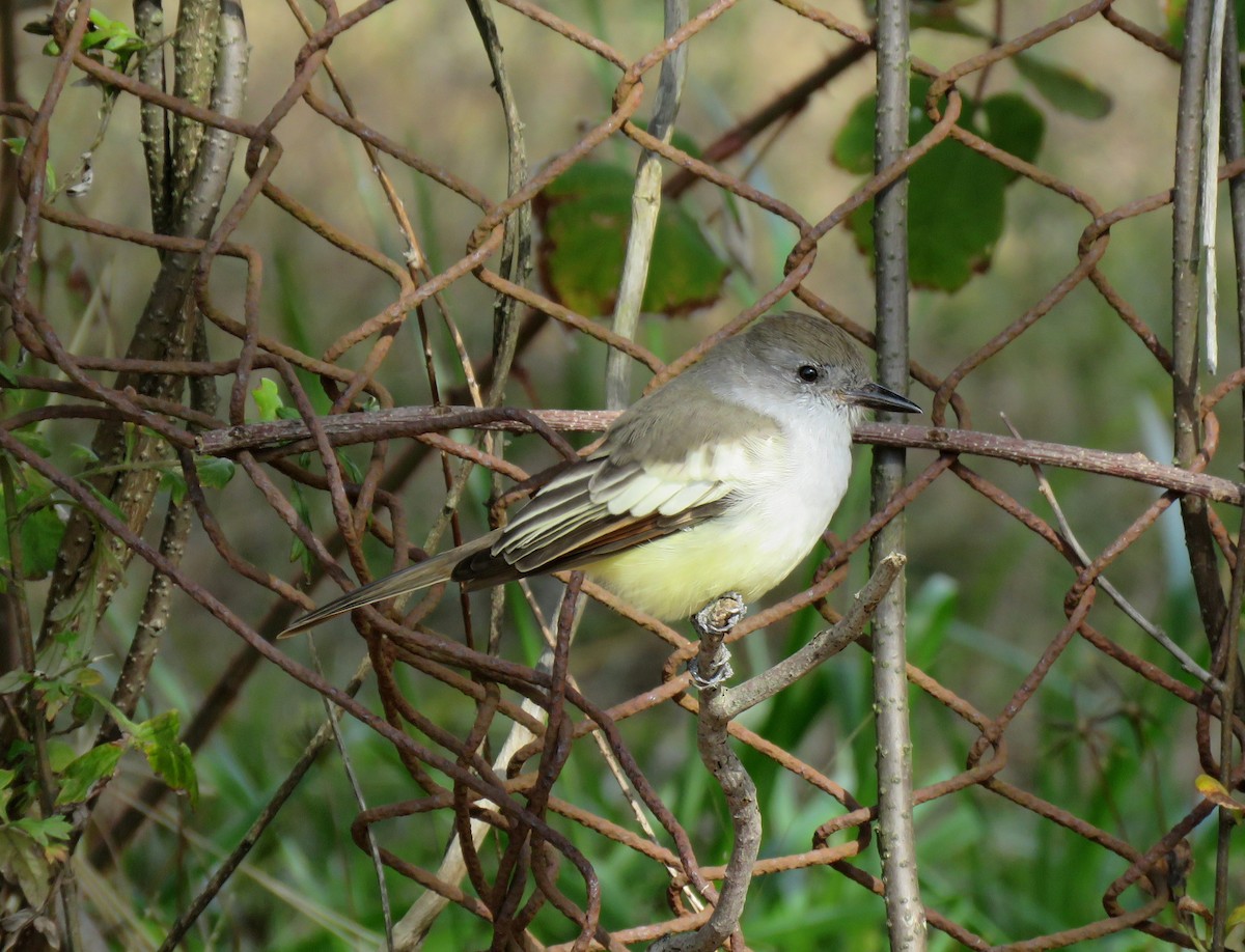 Ash-throated Flycatcher - Linda Mack