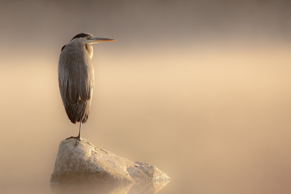 Garza Azulada - ML272322201