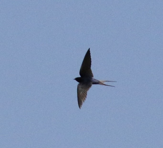 Barn Swallow - ML27232271