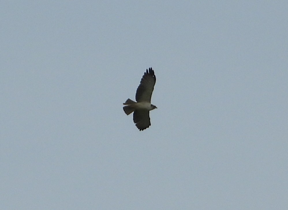 Short-tailed Hawk - Rene Santos