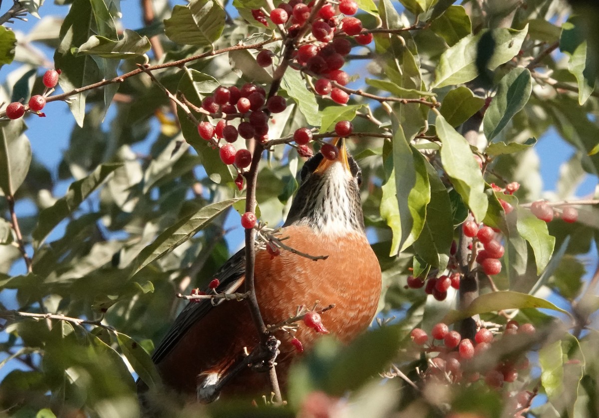 קיכלי נודד - ML272326691