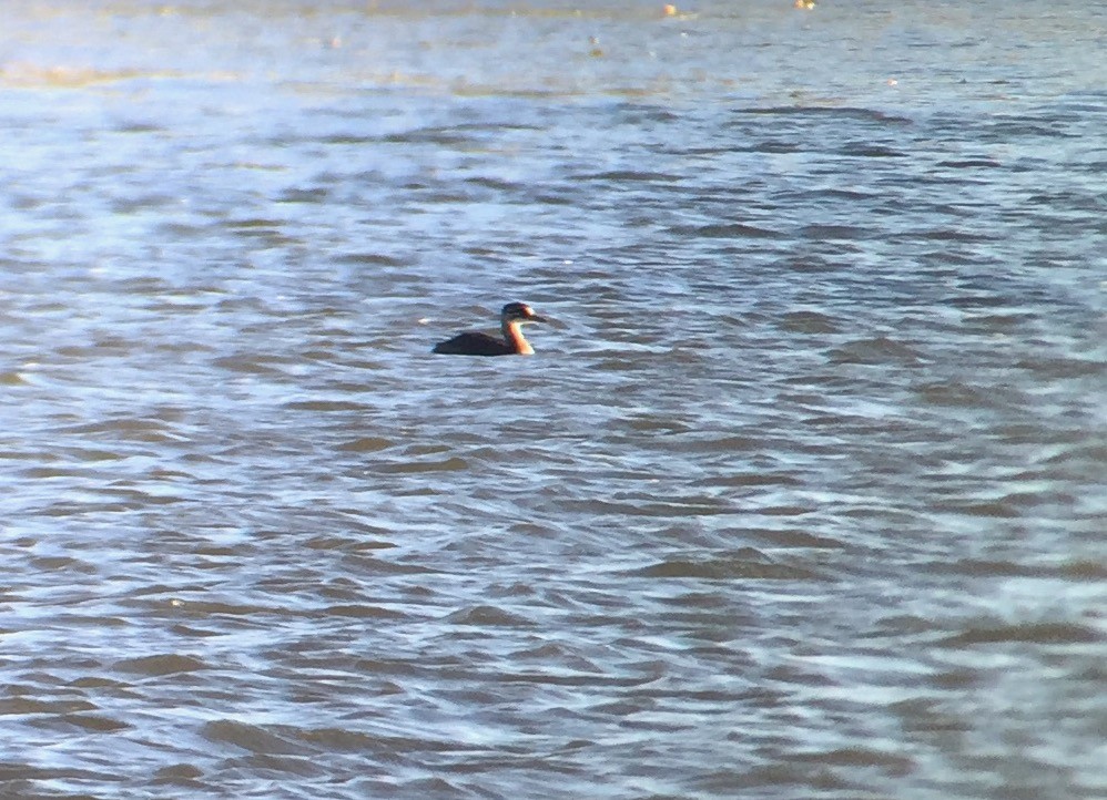 Red-necked Grebe - ML272328241