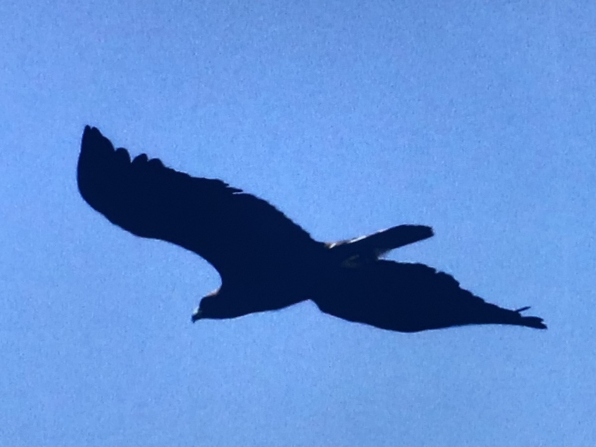 Águila Real - ML272328711