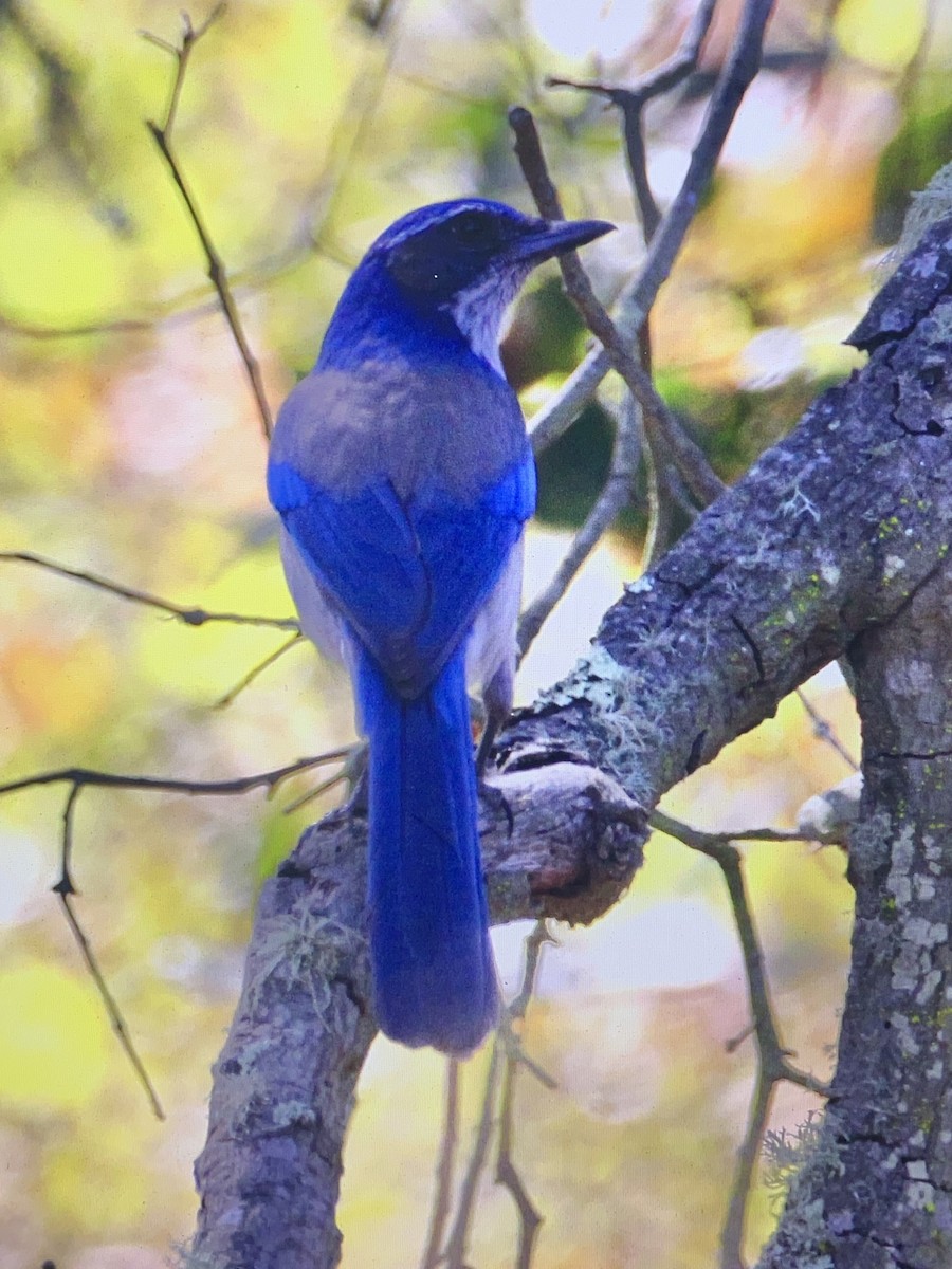 Chara Californiana - ML272329001