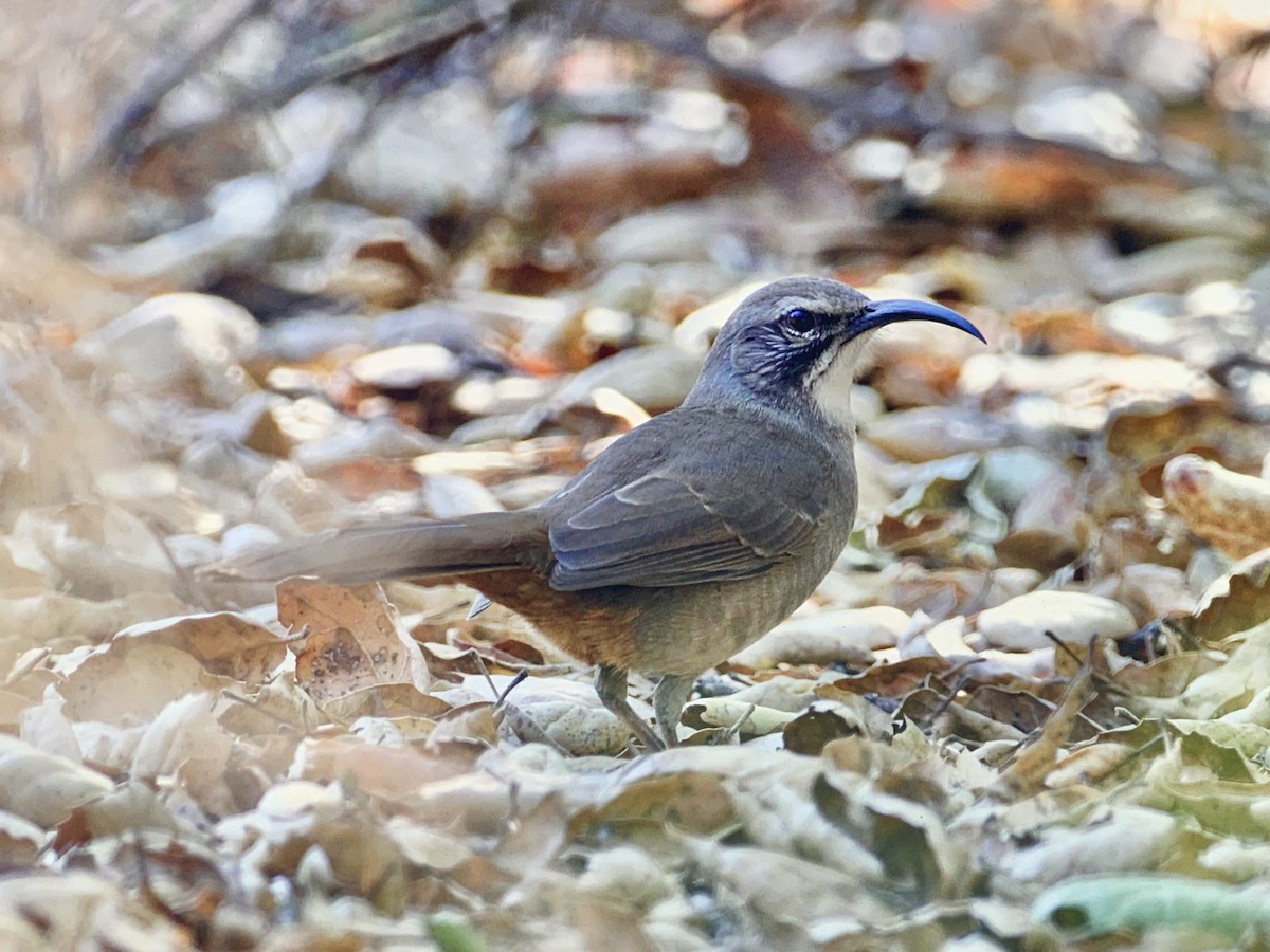Cuitlacoche Californiano - ML272329291