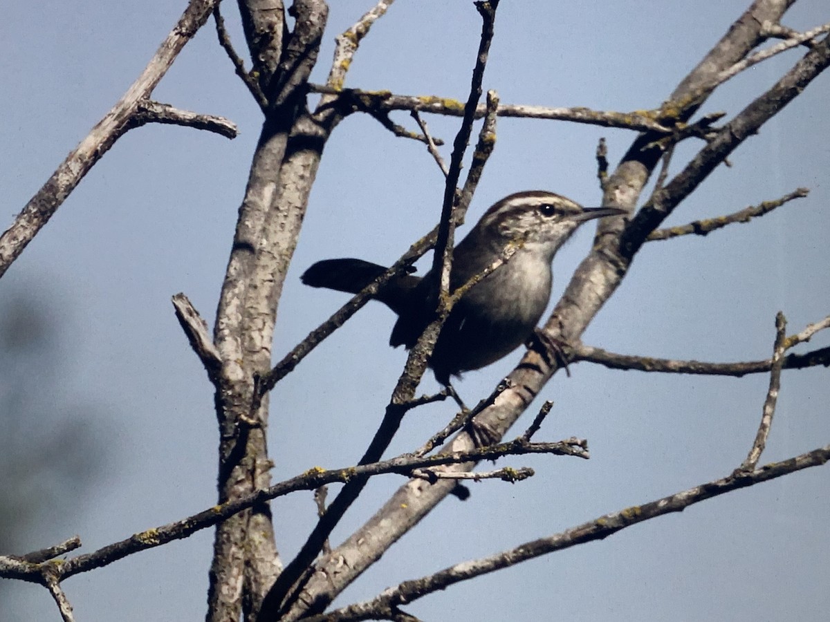 Cucarachero Colinegro - ML272329631