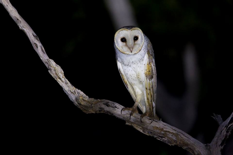 Barn Owl - ML27233041