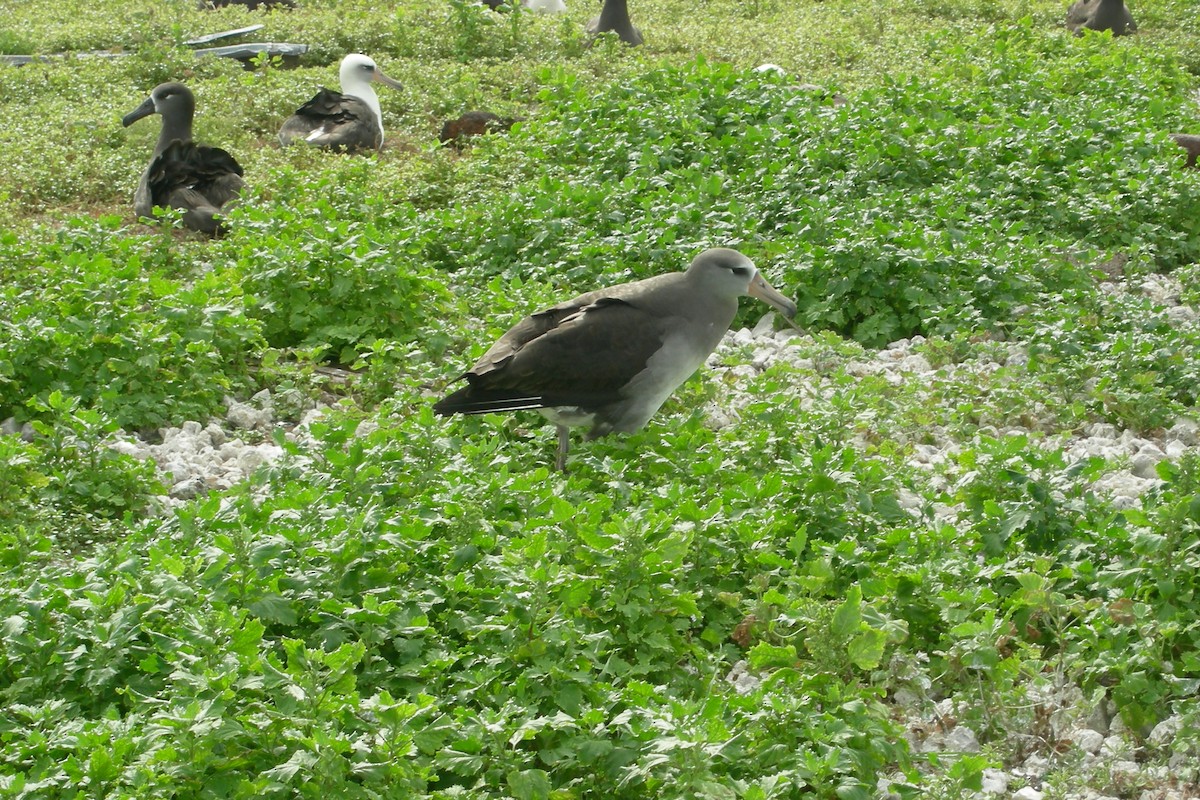 Laysan x Black-footed Albatross (hybrid) - ML272332091