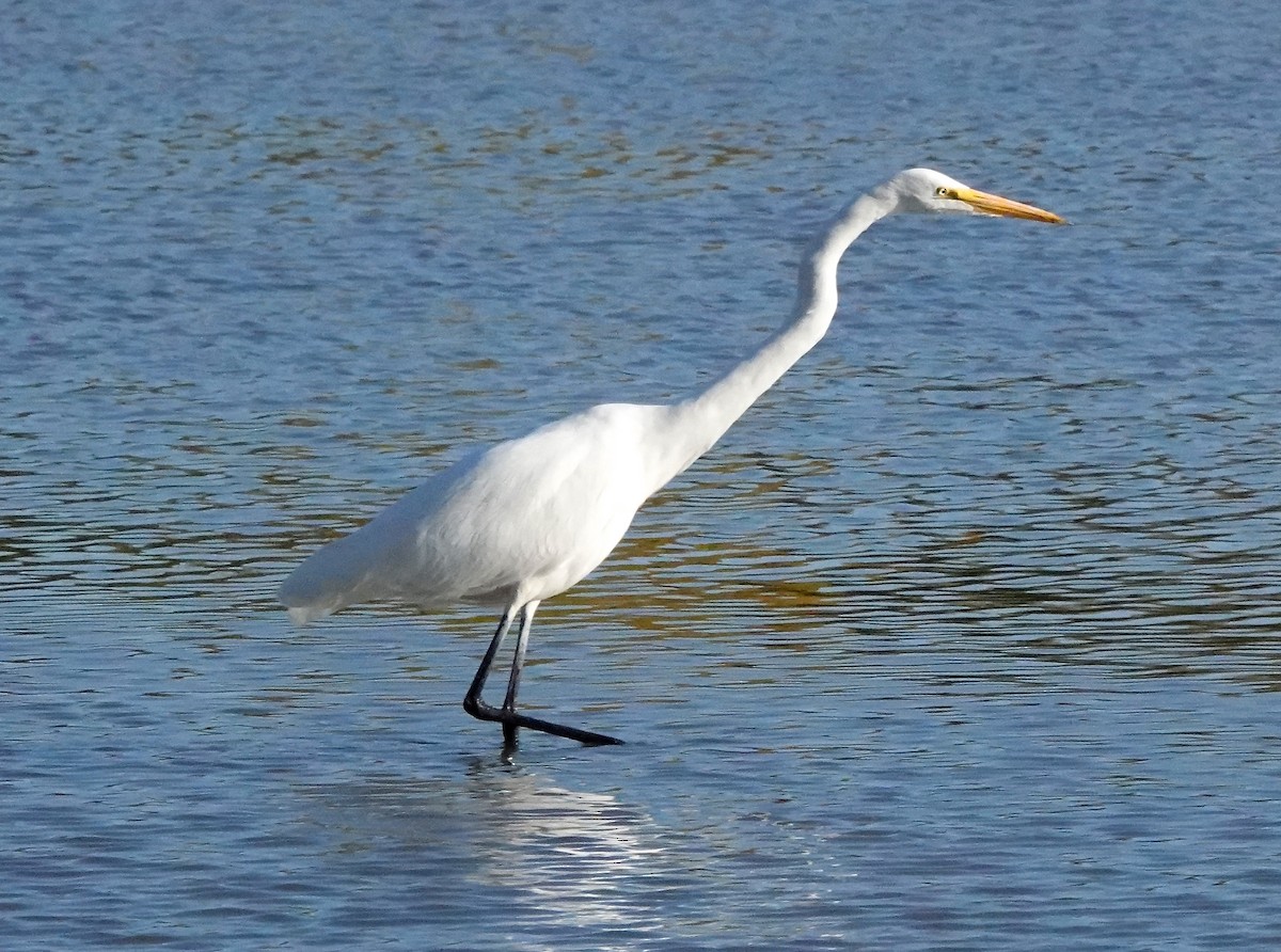 Great Egret - Mary Kvasnic