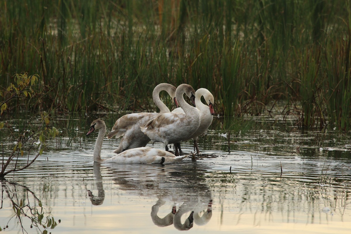 Mute Swan - ML272333191