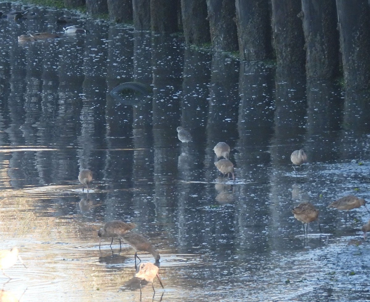 kulík hnědokřídlý/pacifický - ML272334651