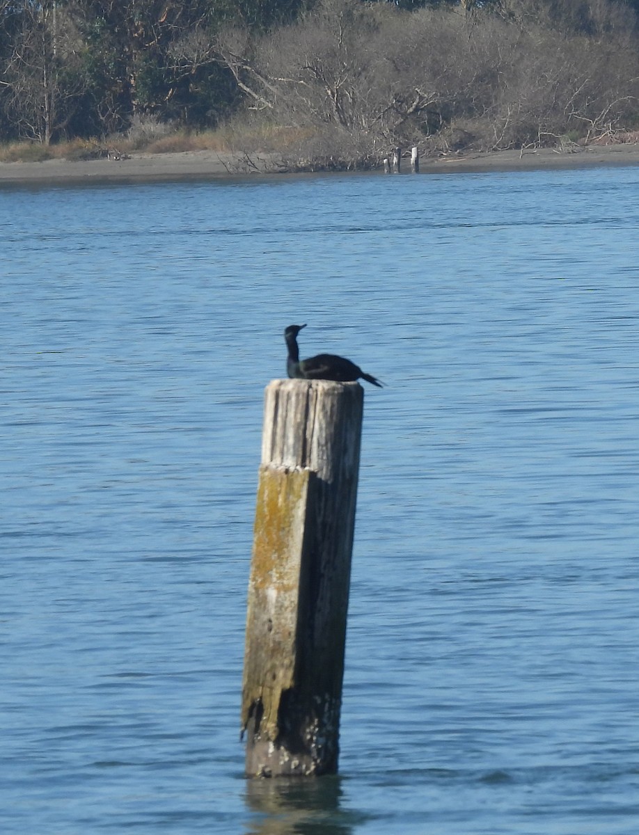 Pelagic Cormorant - ML272334841