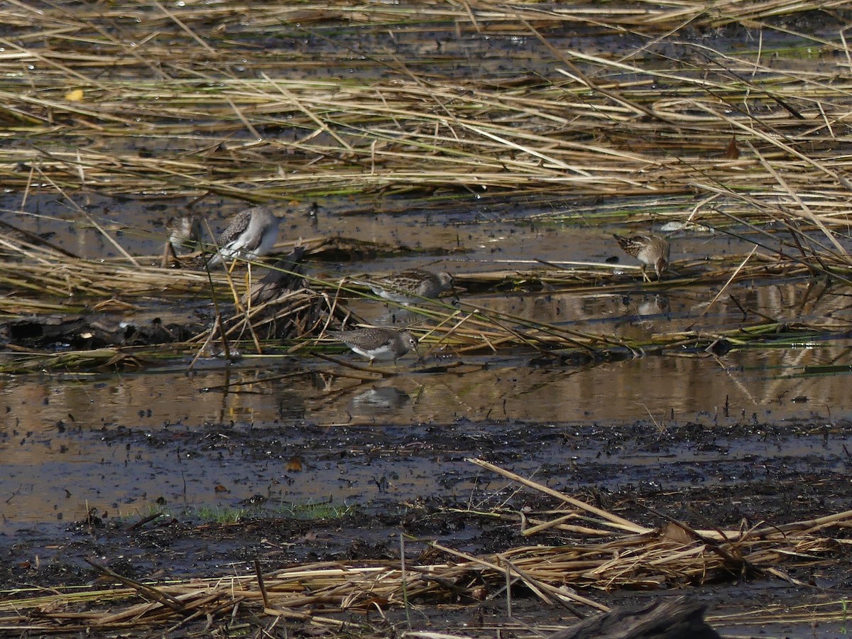 Solitary Sandpiper - ML272335051