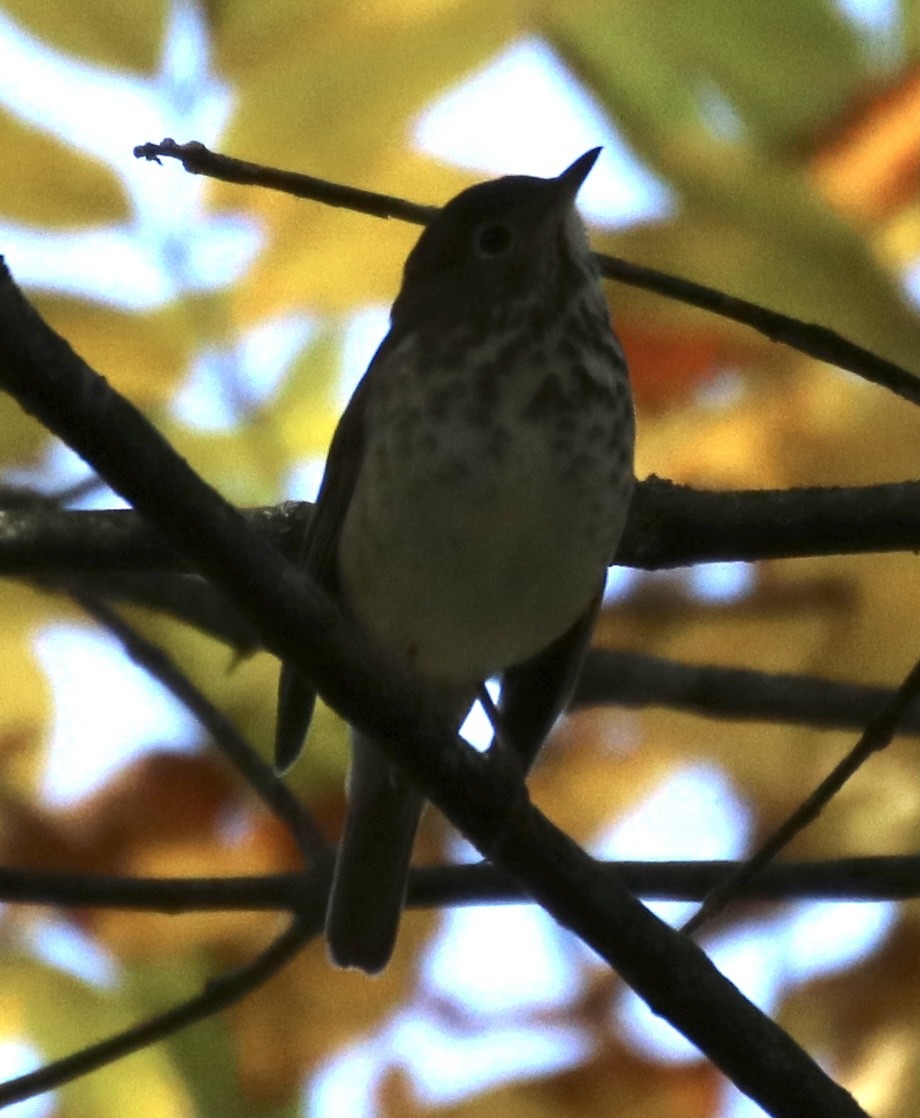 Hermit Thrush - ML272335371