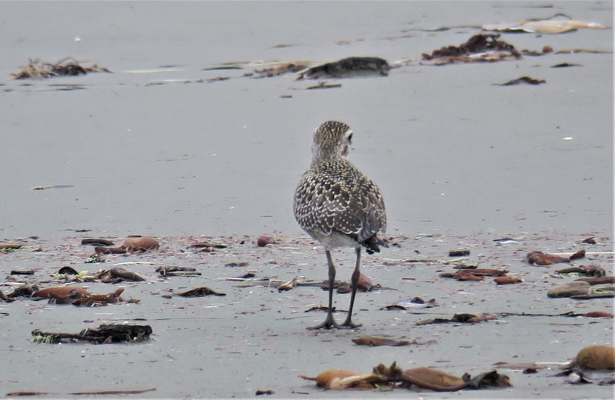 eBird Checklist - 18 Oct 2020 - Pacific Rim National Park--Long Beach ...