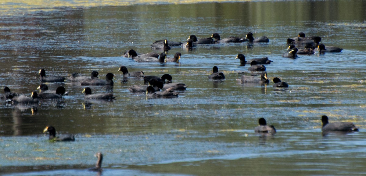 White-winged Coot - ML272337141