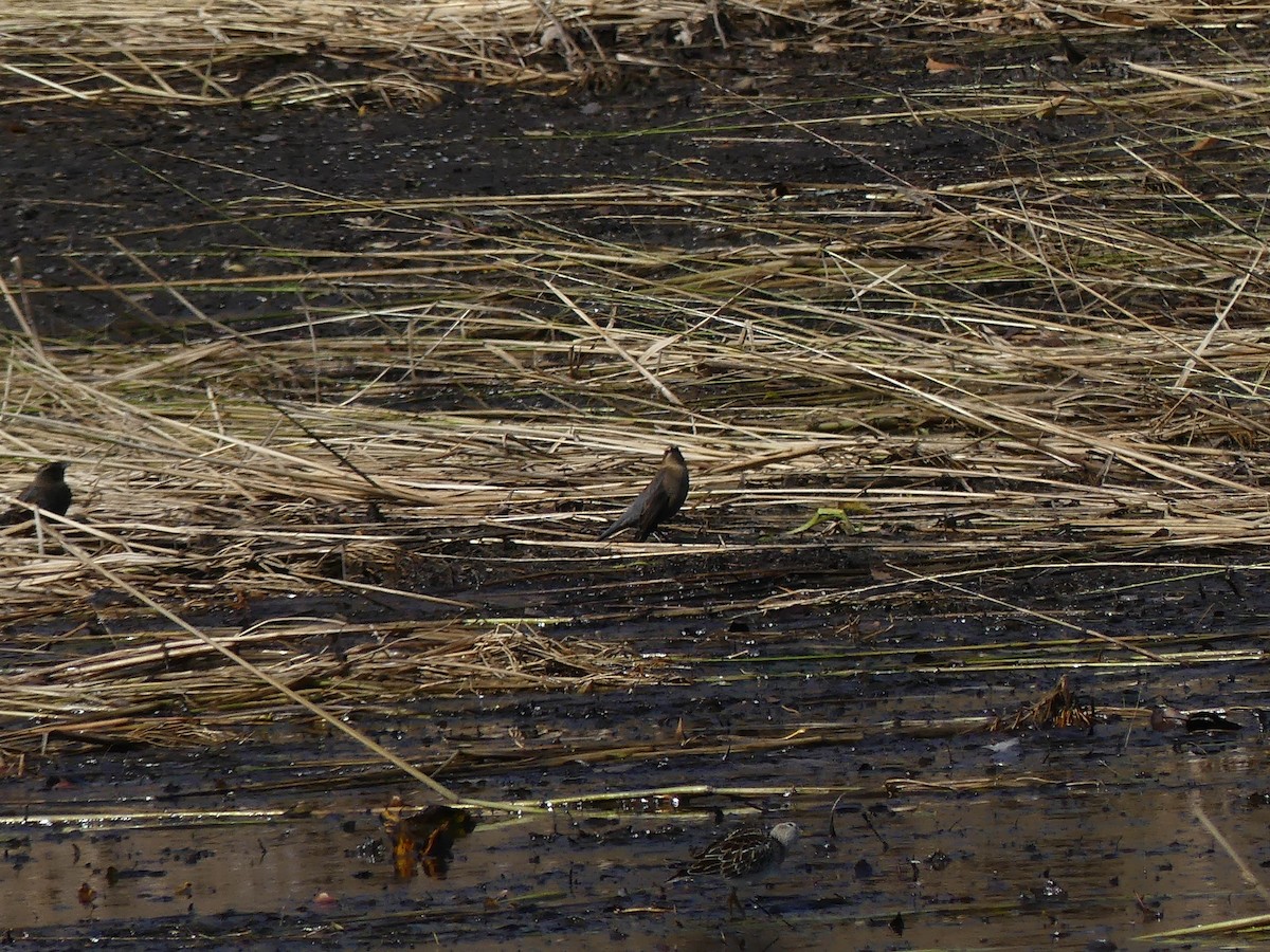 Rusty Blackbird - ML272337581