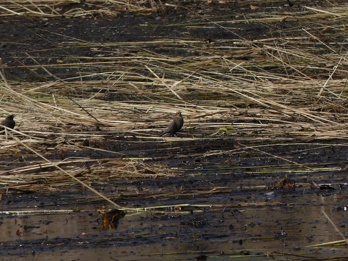 Rusty Blackbird - ML272337771