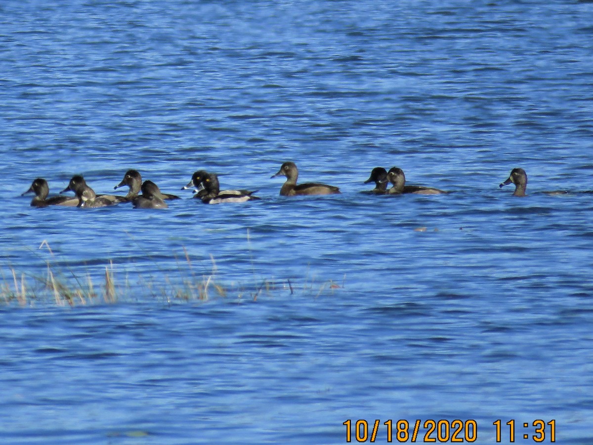 Ring-necked Duck - ML272338321