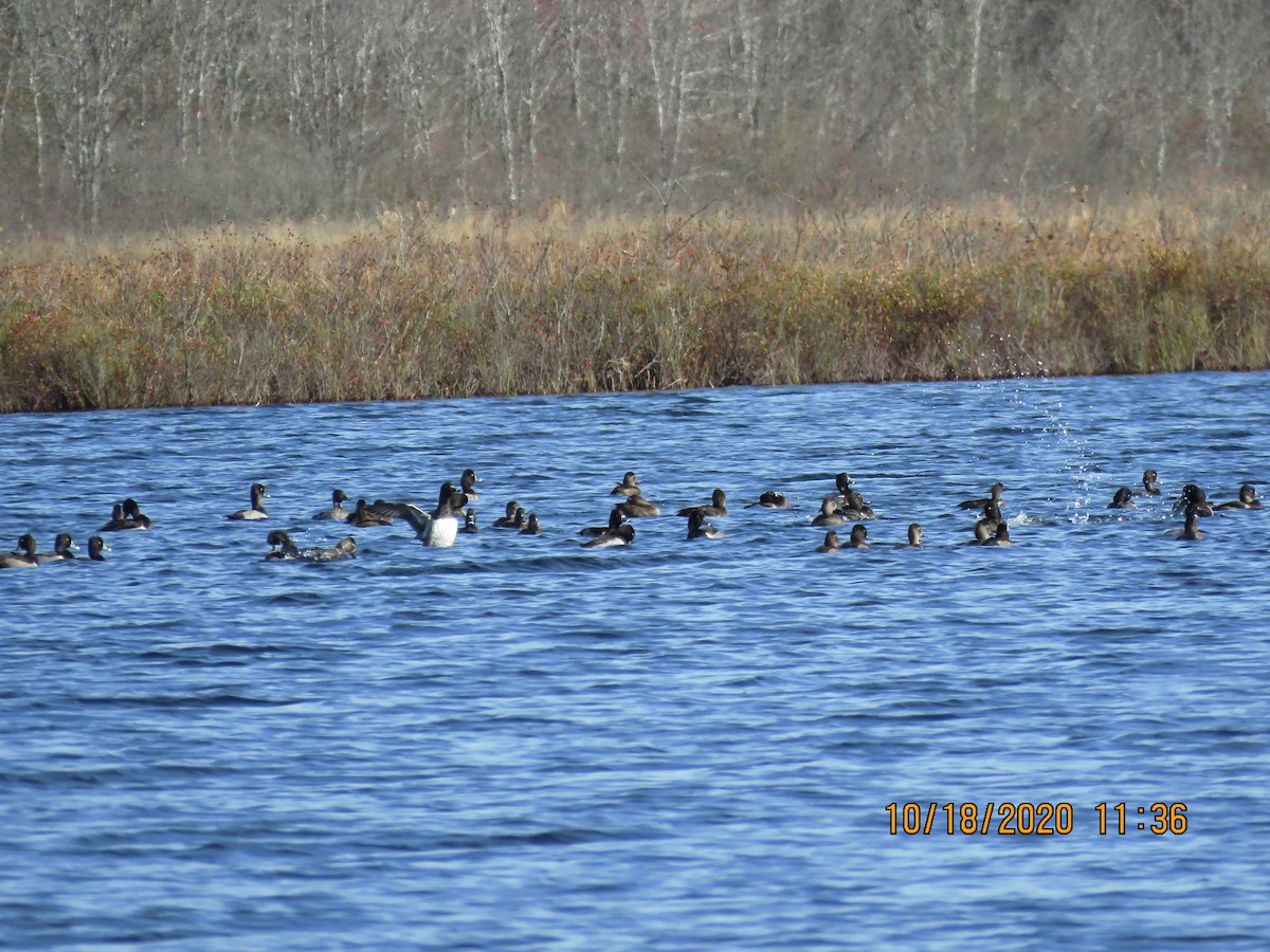 Ring-necked Duck - Cheryl Ring