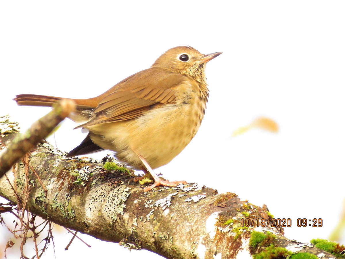 Hermit Thrush - Cheryl Ring