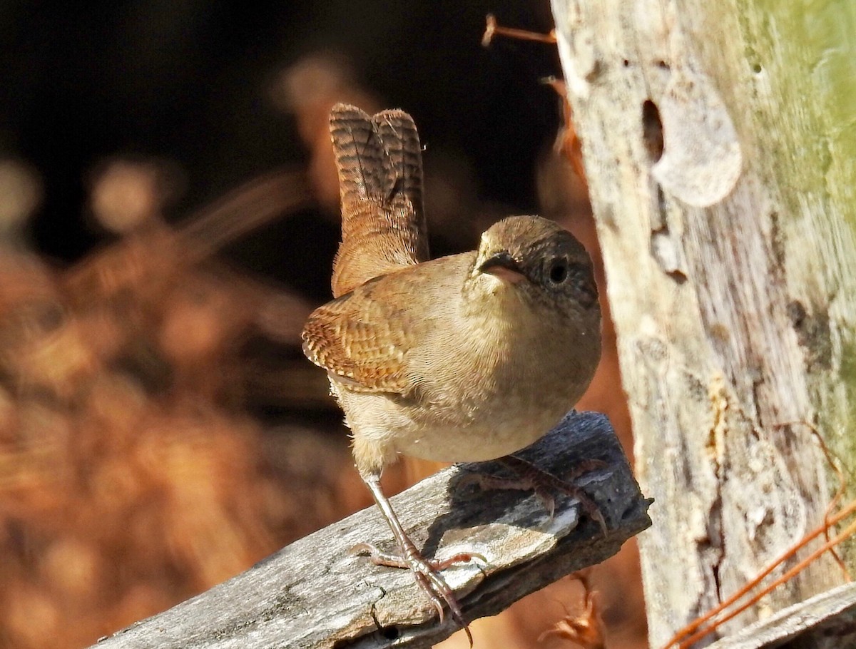 Northern House Wren - ML272339271