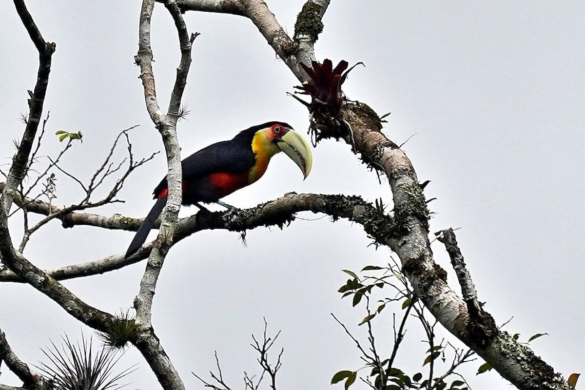 Red-breasted Toucan - ML272339801
