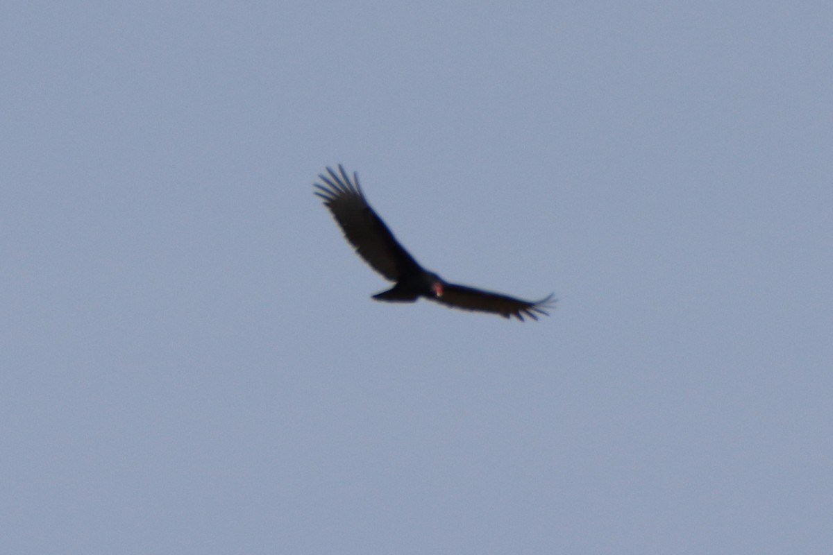 Turkey Vulture - ML272340241
