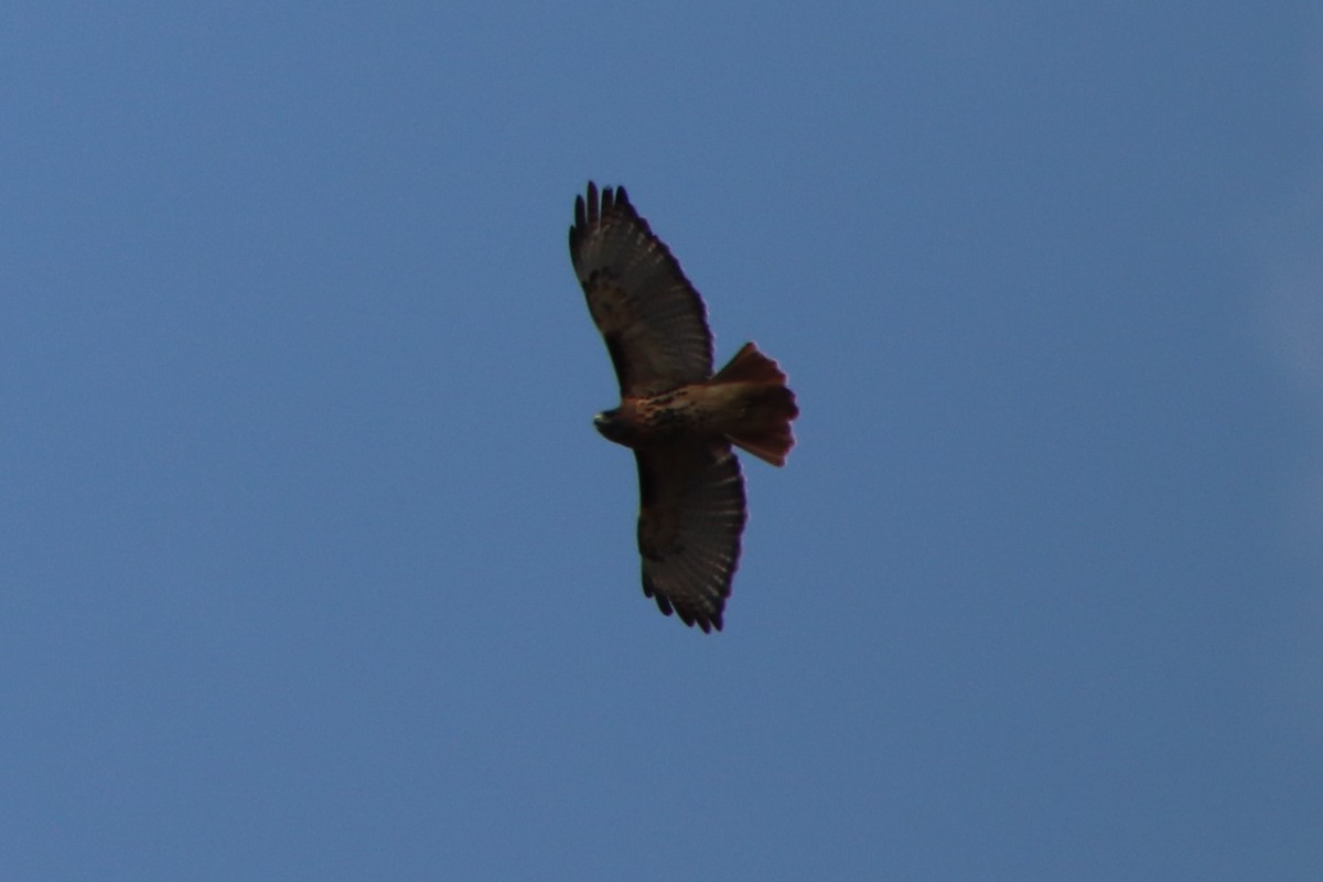 Red-tailed Hawk - ML272340441