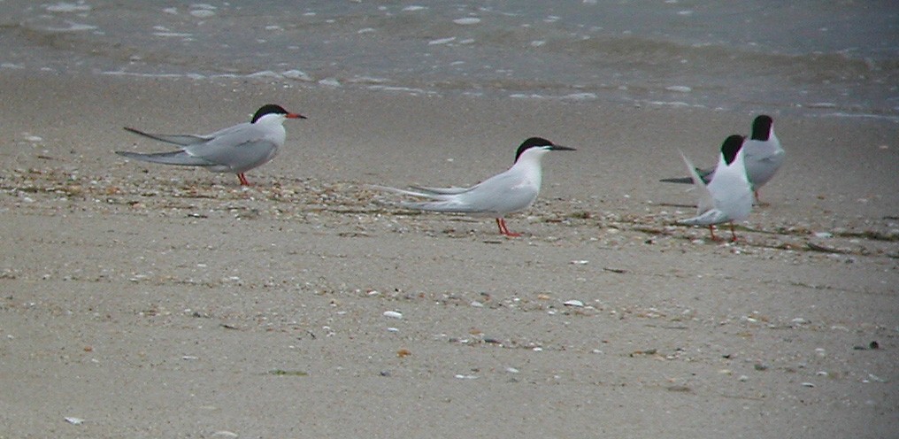 Roseate Tern - ML27234051