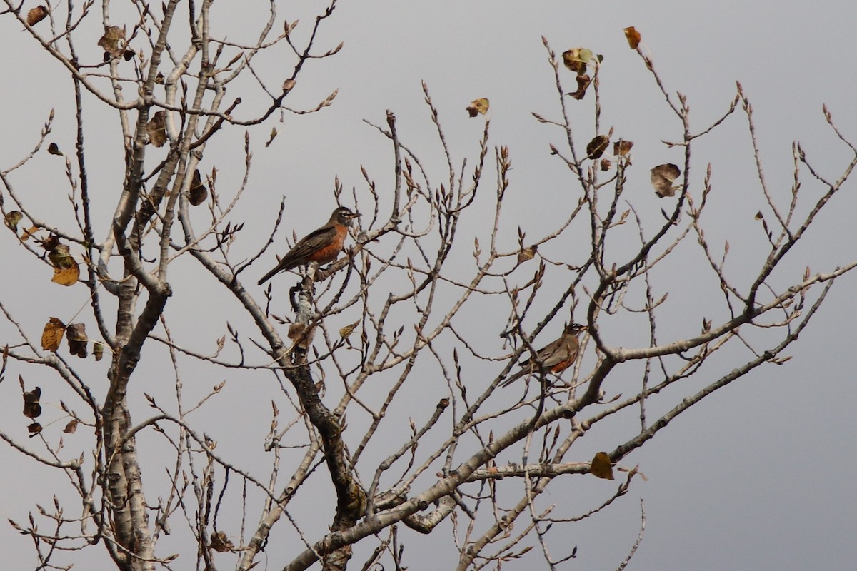 American Robin - Steven Bruenjes