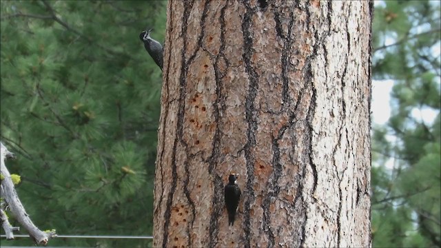 Black-backed Woodpecker - ML272341081