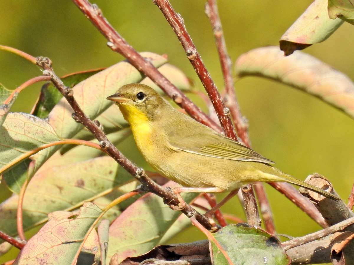 Common Yellowthroat - ML272341451