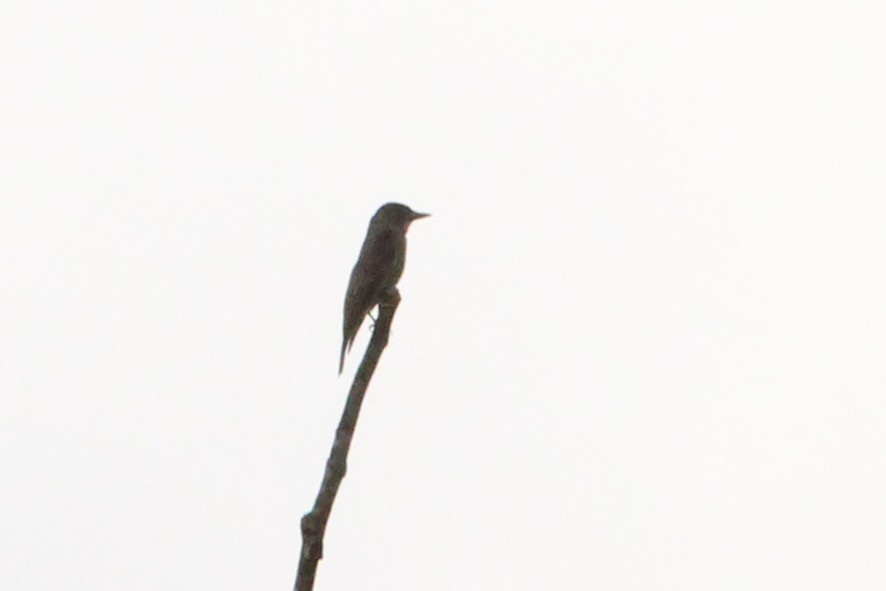 Olive-sided Flycatcher - Oscar Johnson