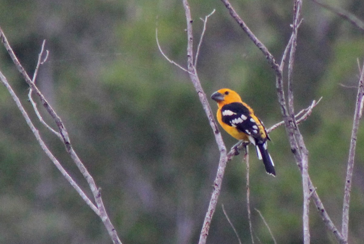 Cardinal jaune - ML272342861