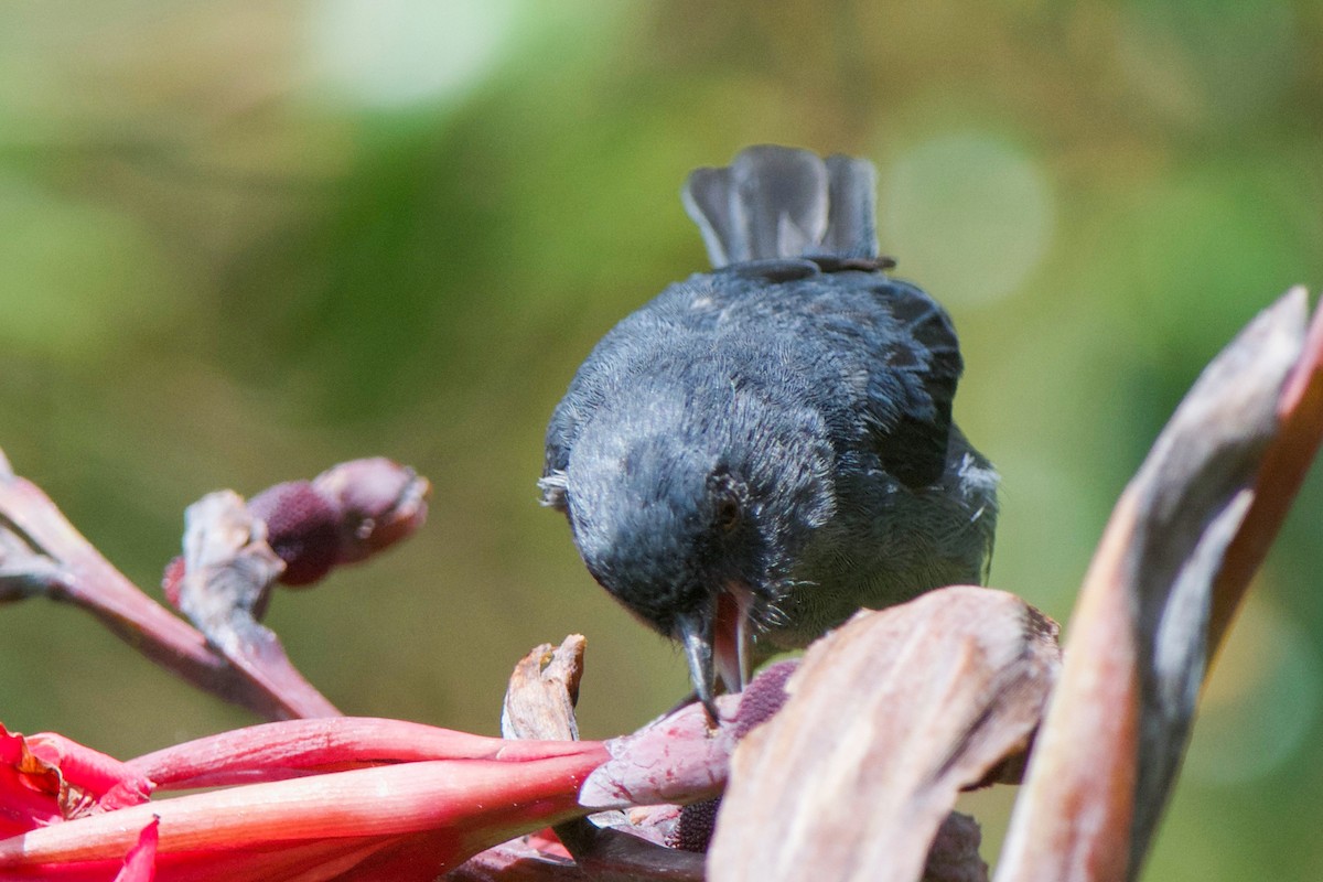 Slaty Flowerpiercer - ML272345101