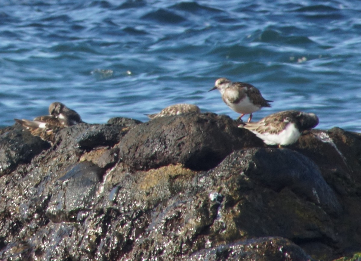 Ruddy Turnstone - ML272345701