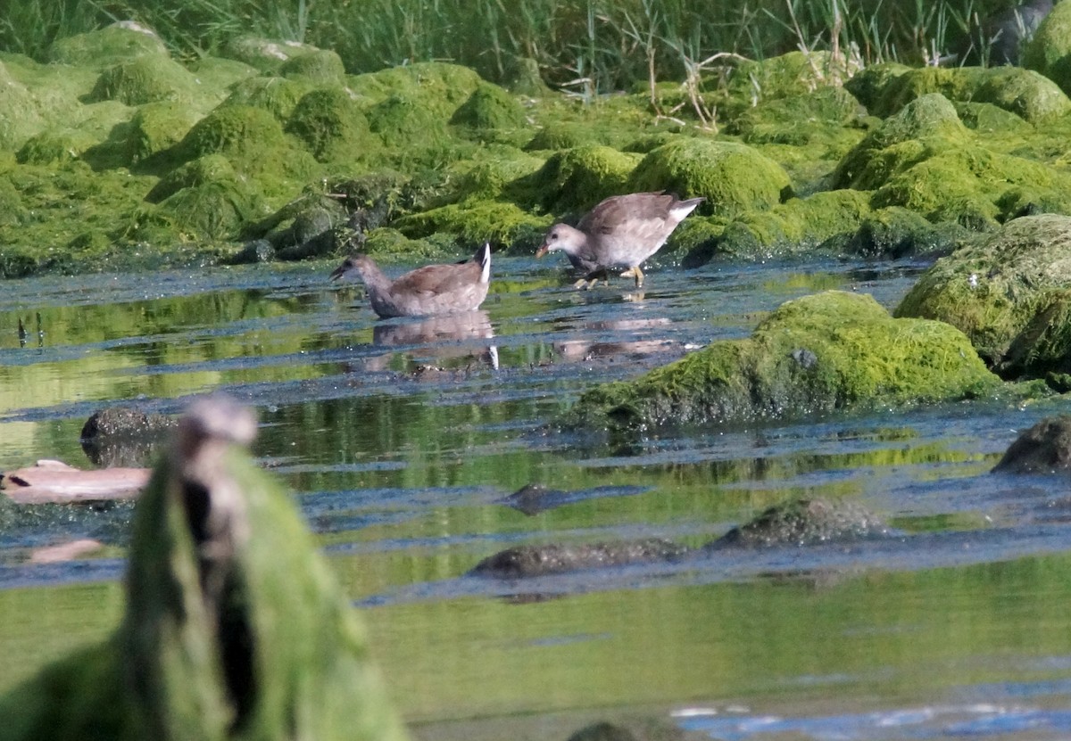 Eurasian Moorhen - ML272346931