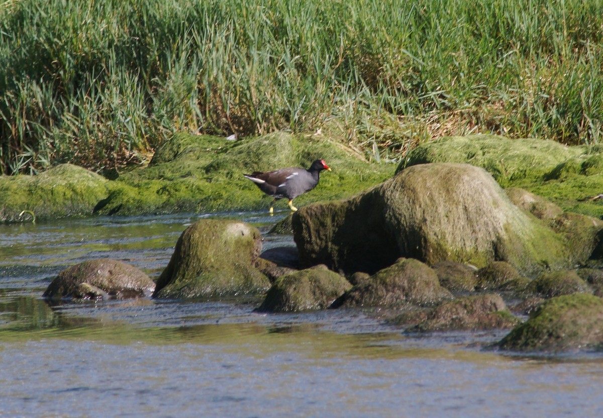 Eurasian Moorhen - ML272347111