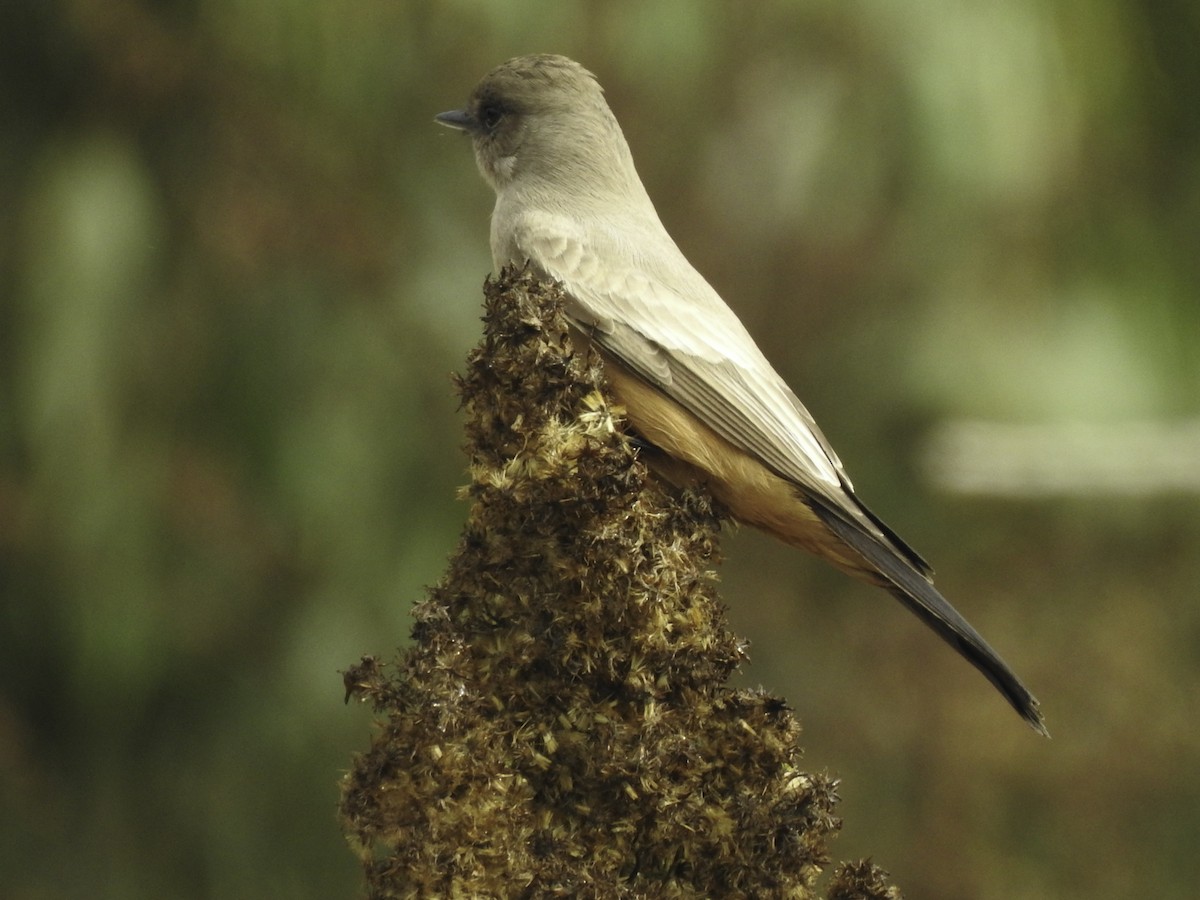 Say's Phoebe - Astrid Taen