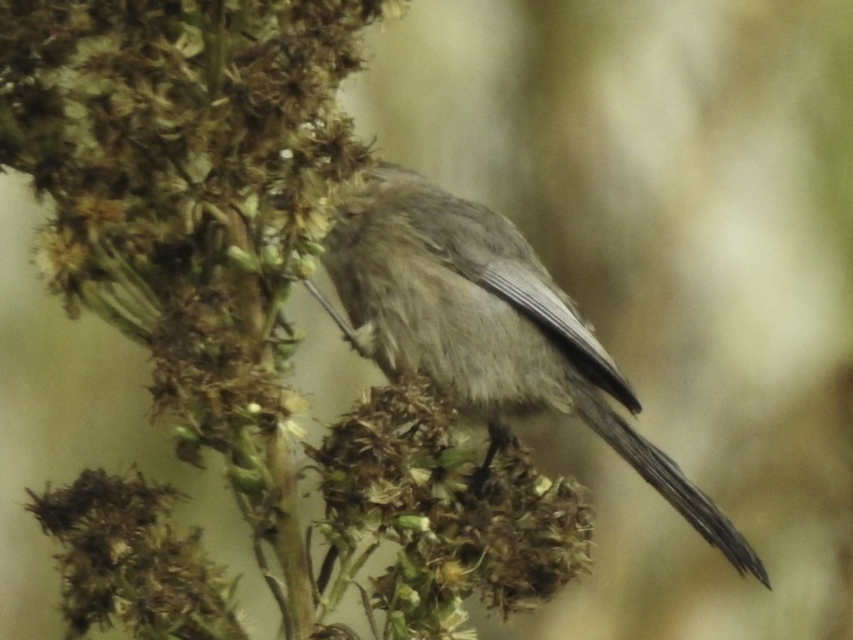 Bushtit - ML272348021