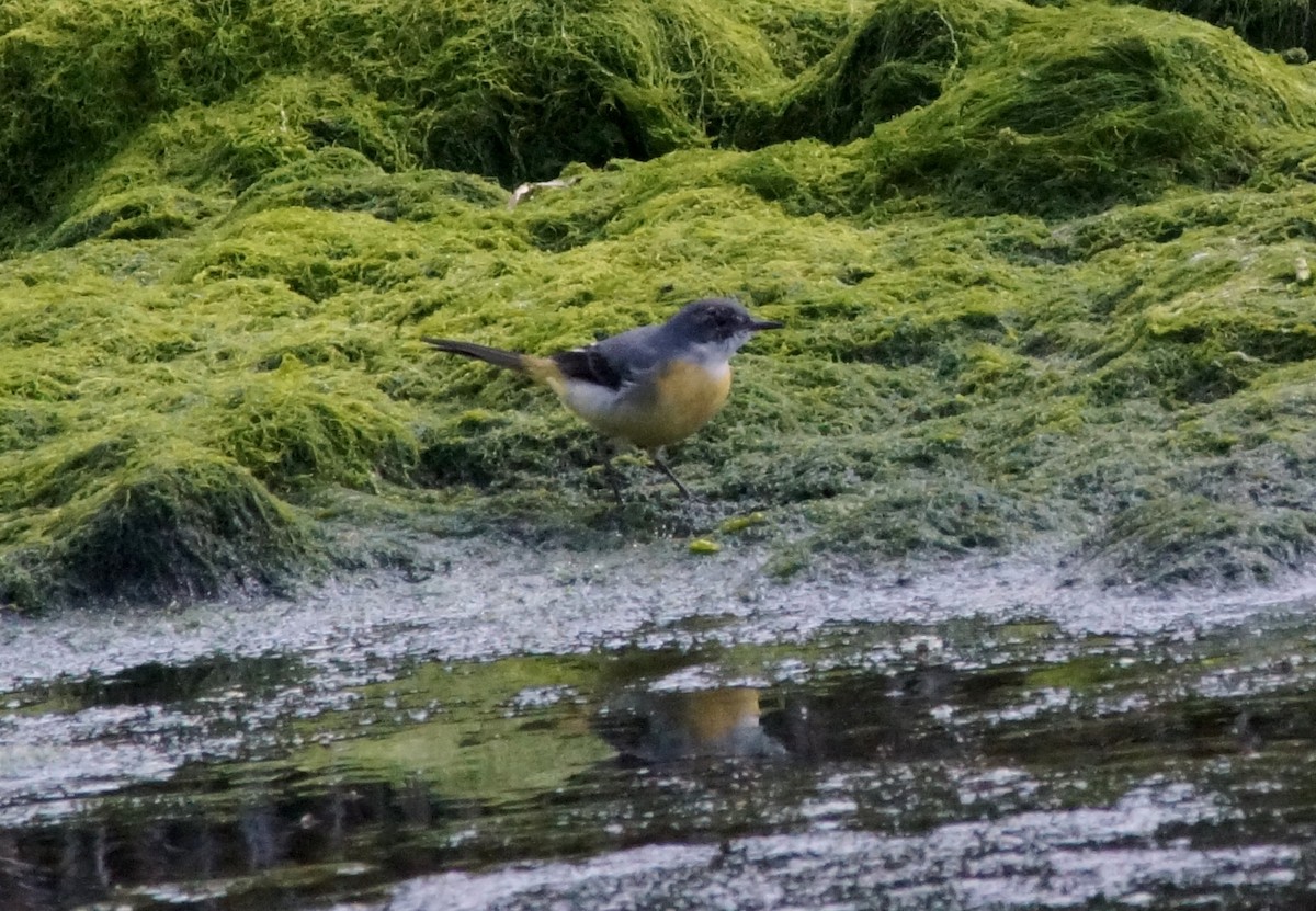 Gray Wagtail - ML272348191