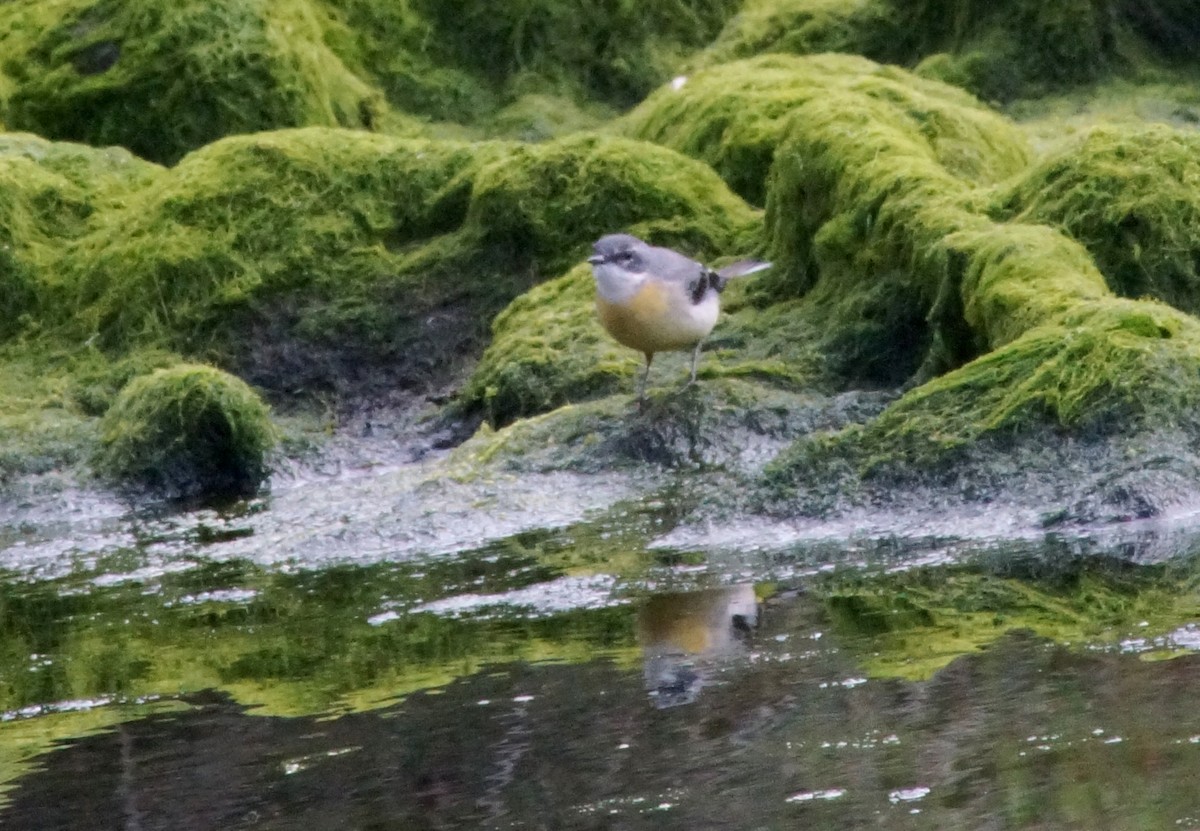 Gray Wagtail - ML272348351