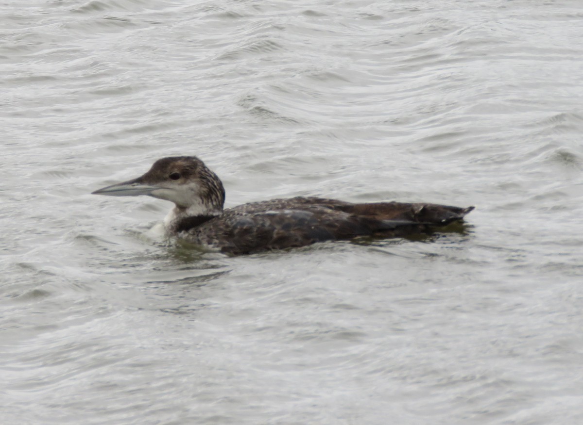 Common Loon - ML27234891