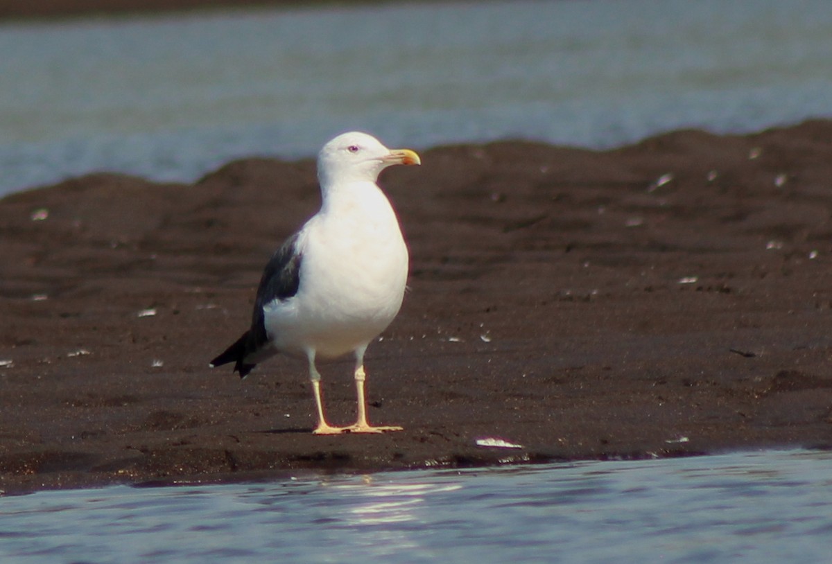 小黑背鷗 - ML272348931