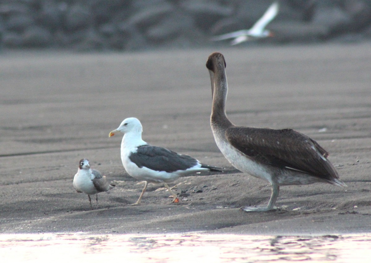 小黑背鷗 - ML272348981