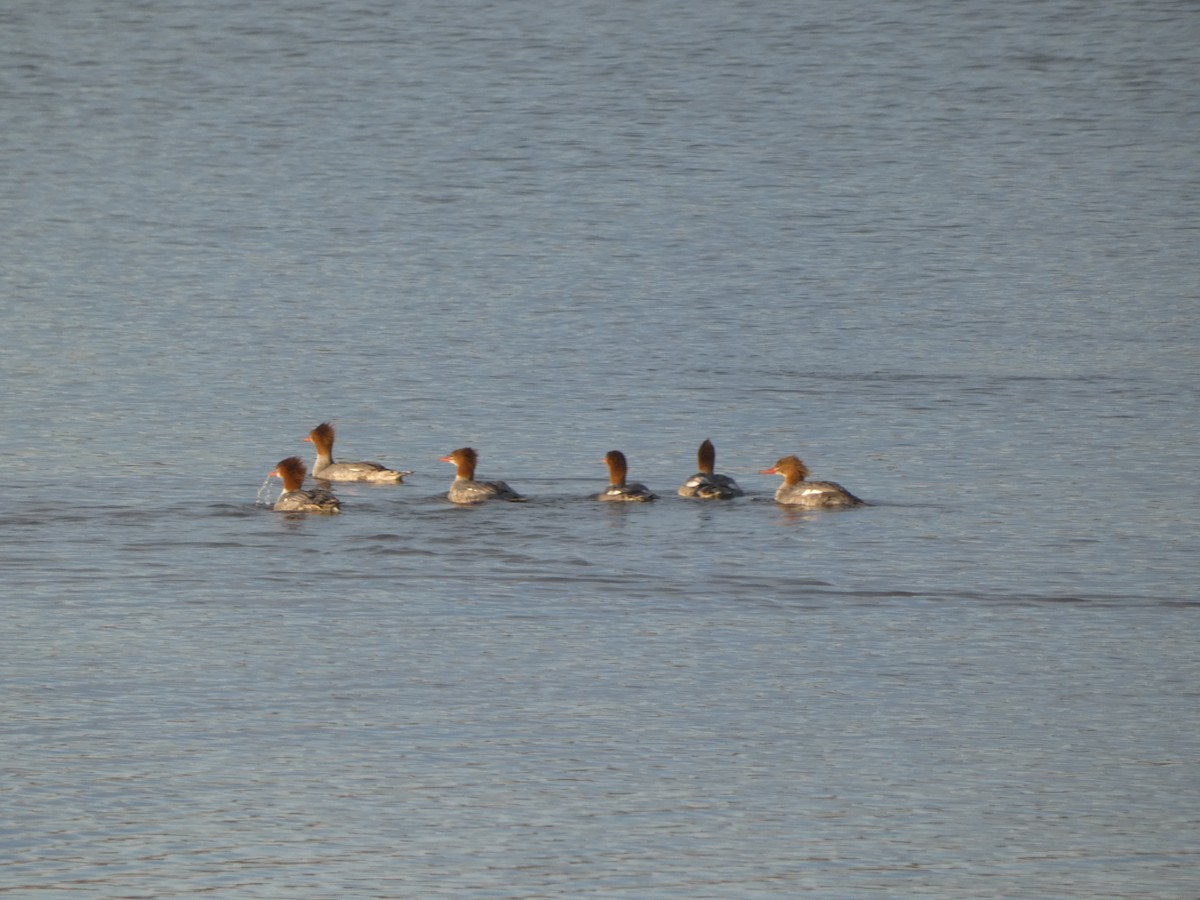 morčák velký - ML272349181