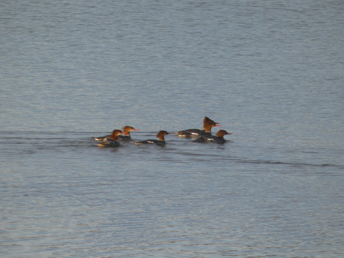 morčák velký - ML272349201