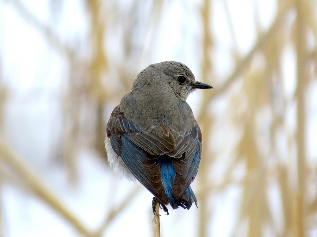 Mountain Bluebird - Ted Floyd