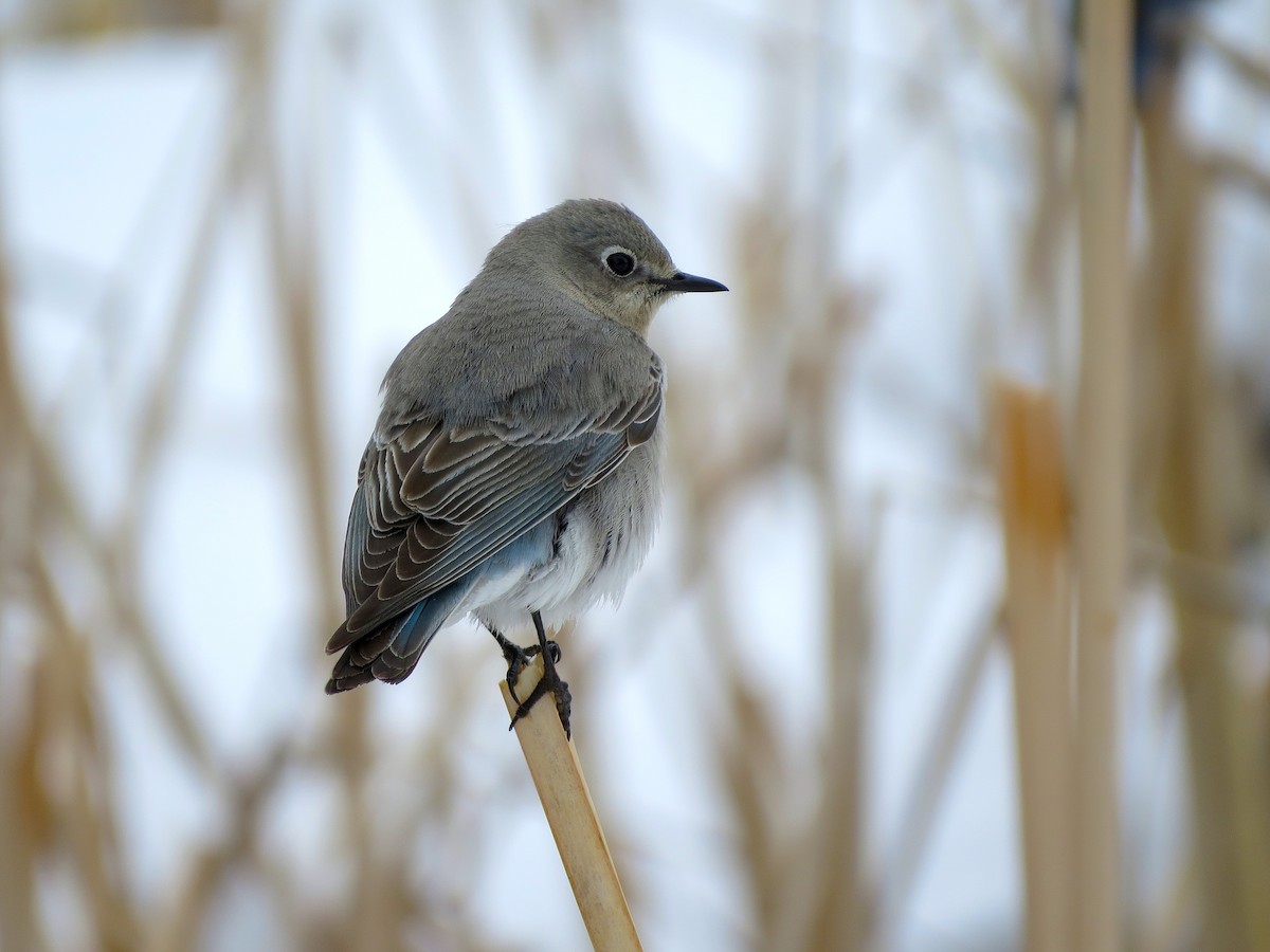 Mountain Bluebird - Ted Floyd